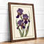 Purple Irises Study Botanical - Framed Print-1314549207-1314549202
