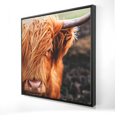 Portrait Highland Cow Print On Canvas