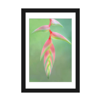 Reproduction de photo sur toile tendue, "heliconia fleur, sarapiqui, heredia province, costa rica" par images panoramiques