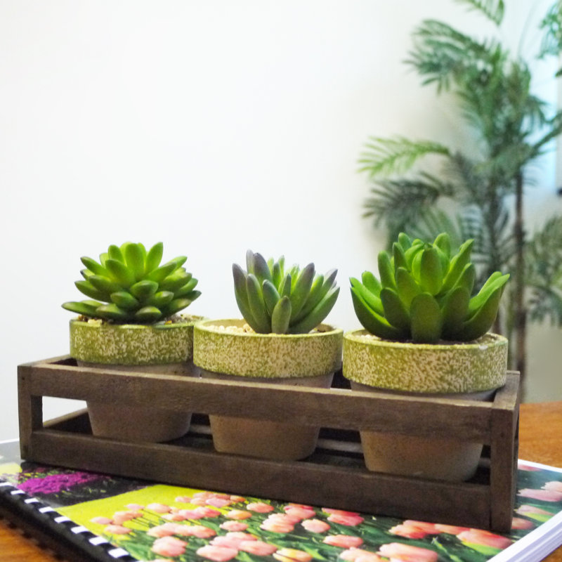 Ensemble de succulent agave 3 pièces dans un panier