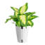 Dieffenbachia Plant in Planter