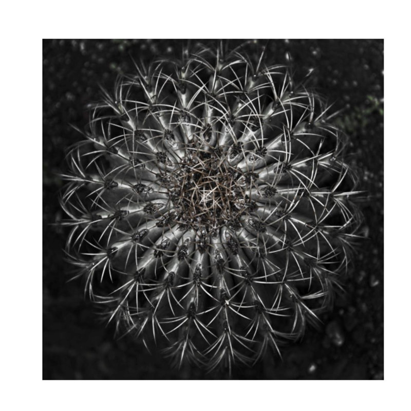 «Vintage Succulent II» par Barclay Butera - impression, H 24 po x l 24 po x P 1,5 po, Plexi