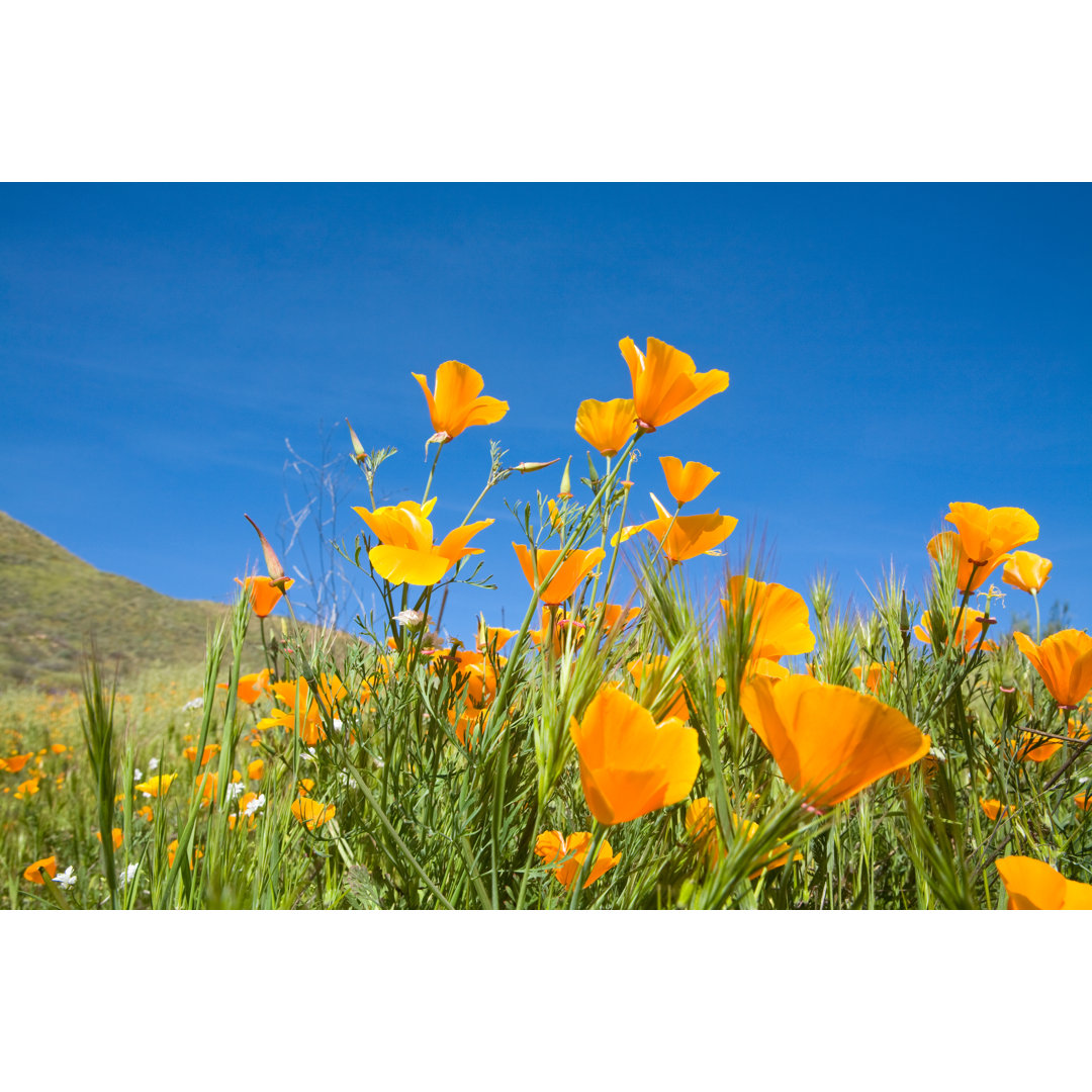 Kalifornien Goldene Mohnblumen von Meltonmedia - Kunstdrucke auf Leinwand