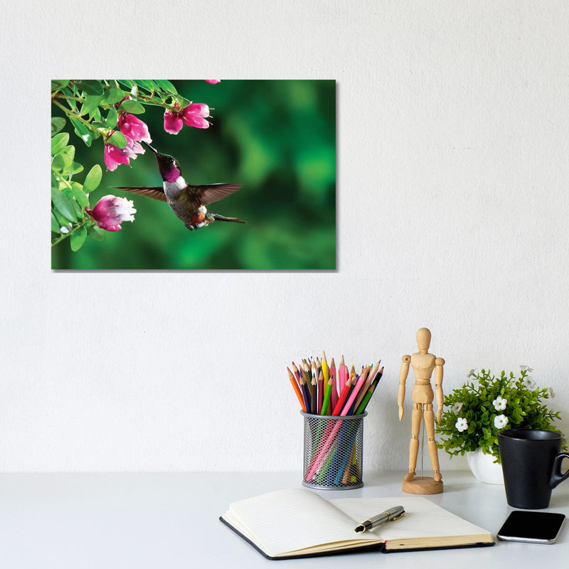 Magenta-Throated Woodstar Hummingbird Male Feeding On Epiphytic Heath, Costa Rica by Michael & Patricia Fogden - Wrapped Canvas Print