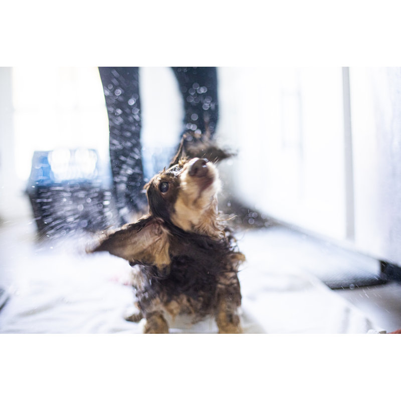 Giving Longhaired Dachshunds A Bath by Adamkaz - No Frame Art Prints on Canvas, 20cm H x 30cm W
