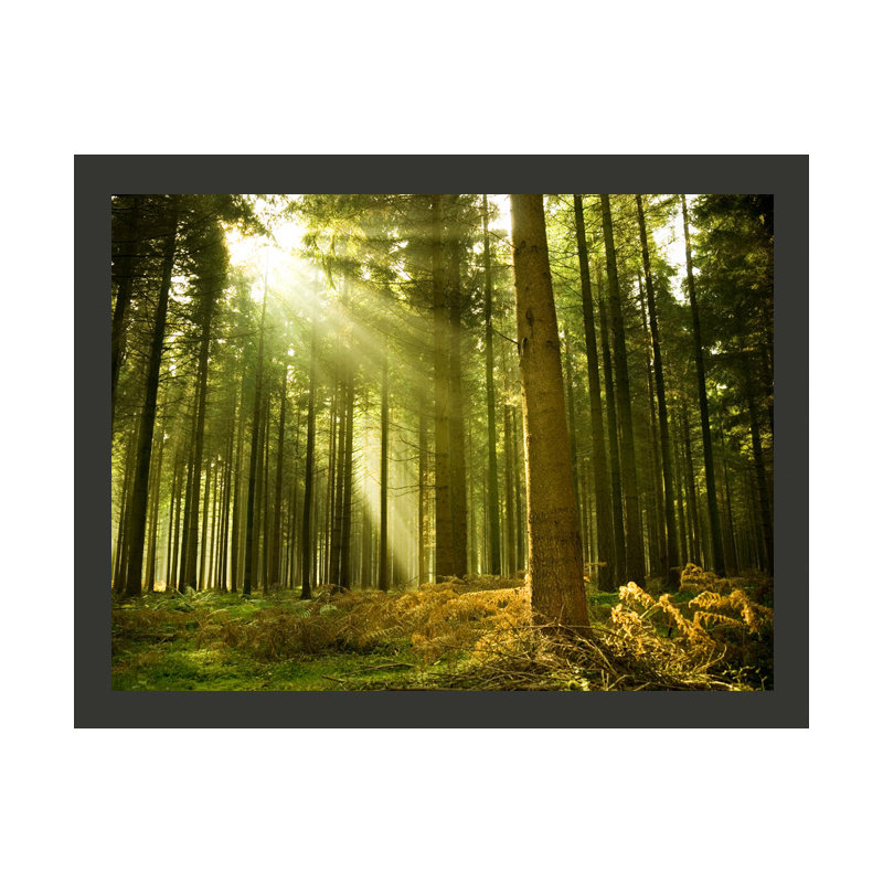 Pine Forest 3.09m x 400cm Wallpaper, 300 cm x 231 cm