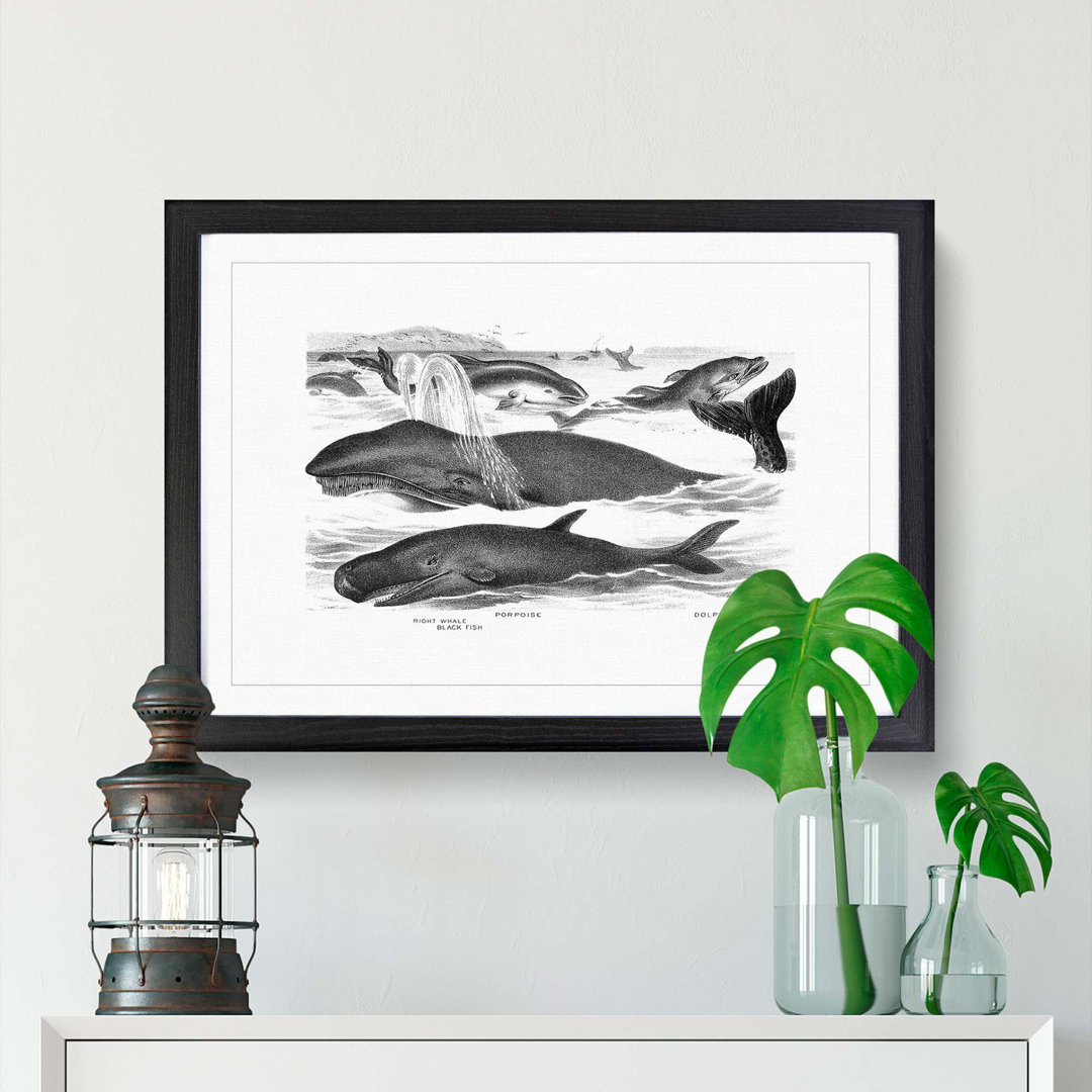 Whales & Dolphins by John Karst - Framed Print