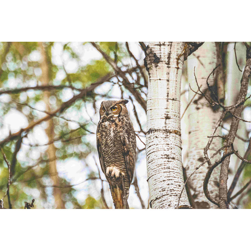 Photographie de hibou dans les arbres, H 8 po x l 12 po