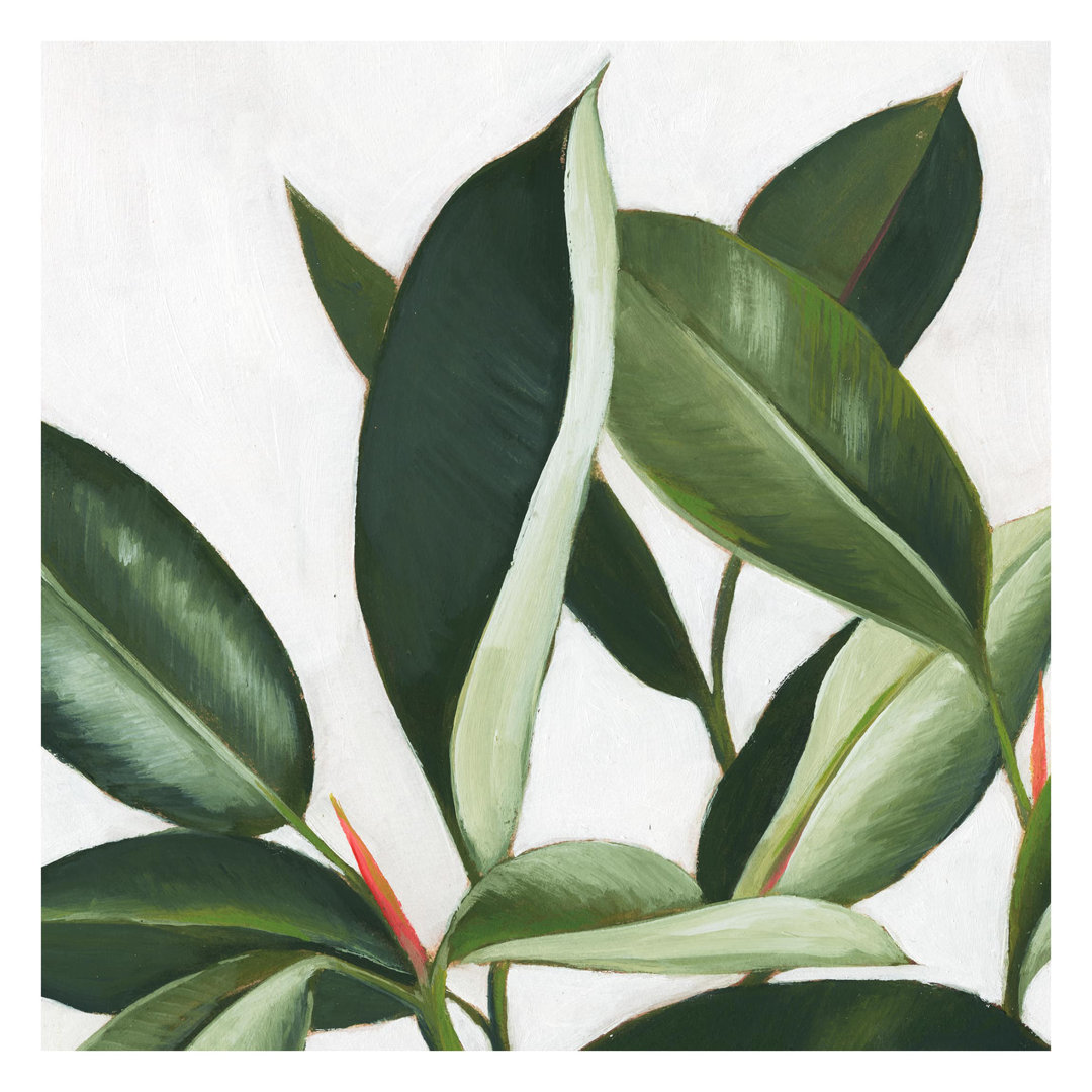 Favourite Plants - Rubber Tree 3.36m x 3.36m Textured Matt Peel & Stick Wall Mural