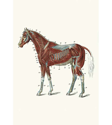 " External Muscles & Tendons Of The Horse " by Samuel Sidney
