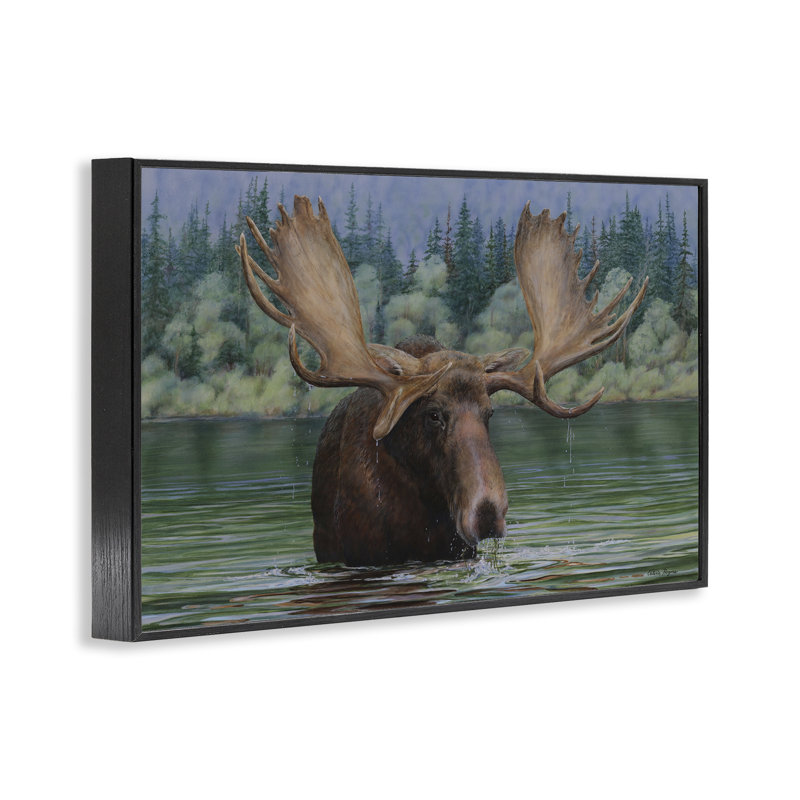 Orignal nageant dans le lac, estampe numérique de Valerie Rogers, H 20 po x l 30 po, Giclée encadrée noir minuit