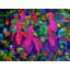Fleurs fuschia par Pol Ledent - Peinture-65828334-65852977