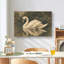 Tableau sur toile « Cygne blanc, Lac sombre, oiseau classique et mélancolique »-1520887093