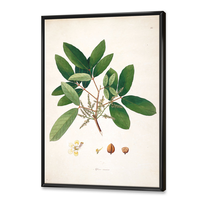 Vintage Botanicals II - peinture sur toile, H 32 po x l 16 po x P 1 po, Cadre flottant noir
