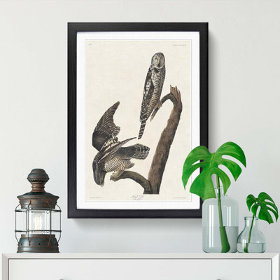 Hawk Owls by John Audubon - Picture Frame Painting Print