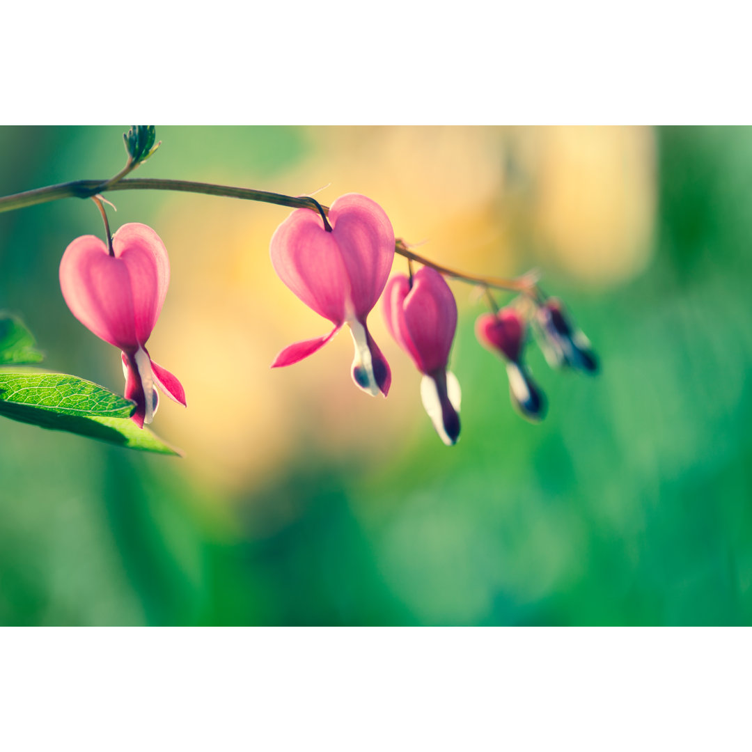 Bleeding Hearts Close Up von Jasmina007 - Ohne Rahmen auf Leinwand drucken