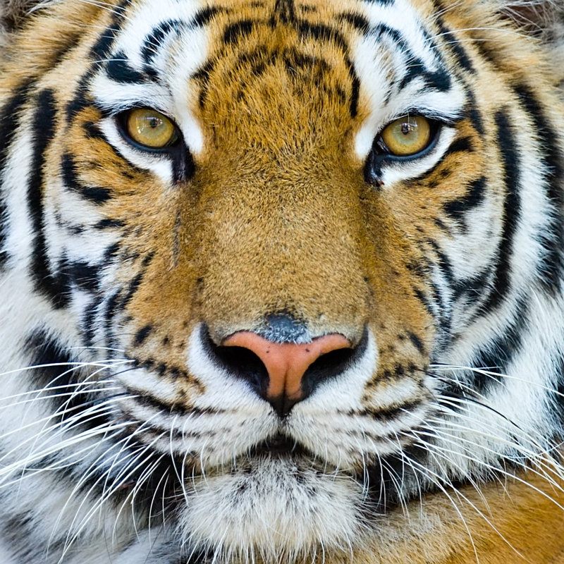 Tiger - Wrapped Canvas Print, 122cm H x 122cm W x 3.8cm D