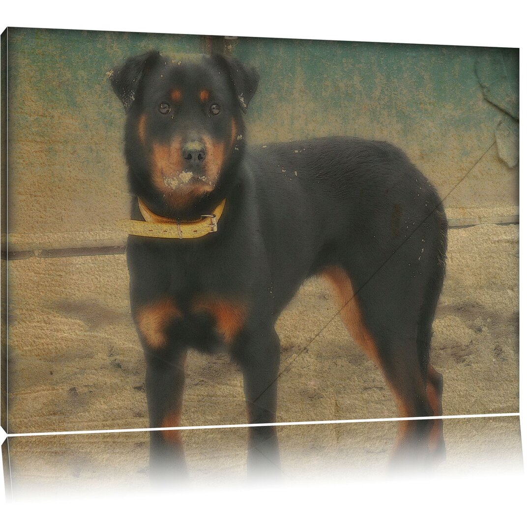 Leinwandbild Prächtiger Rottweiler