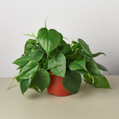 House Plant Shop Live Philodendron Plant Low Maintenance Plant Rattan
