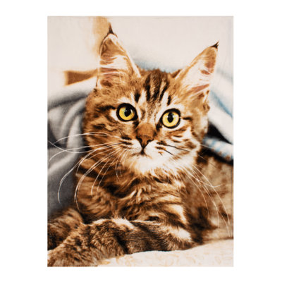Jeté de chat de qualité supérieure super doux, léger et fonctionnel