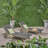 BANZAI CHAISE LOUNGE WITH PULL-OUT TRAY