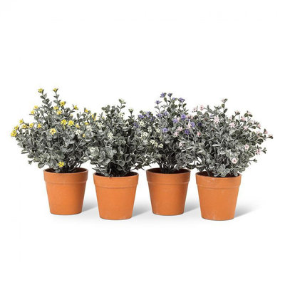 Arrangement in Pot