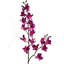Arrangement Dendrobium