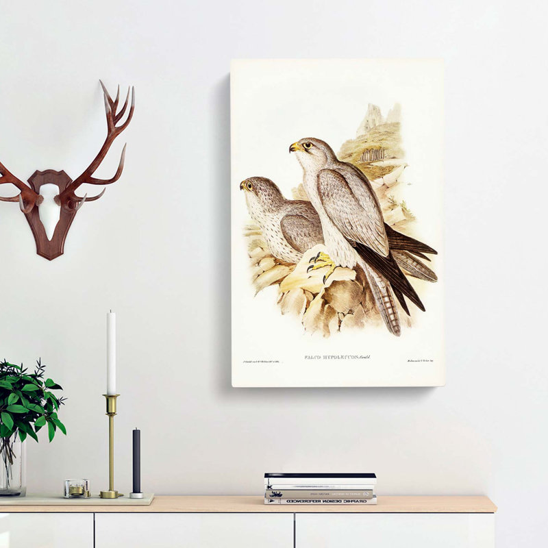 Grey Falcons by Elizabeth Gould - Wrapped Canvas Painting, 60cm H x 40cm W x 3cm D