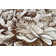 Floral Indoor Rug