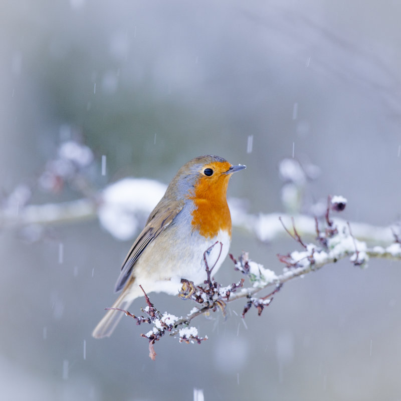 Robin Christmas Card 1 Piece Wrapped Canvas Wall Art, 30cm H x 30cm W x 3.8cm D