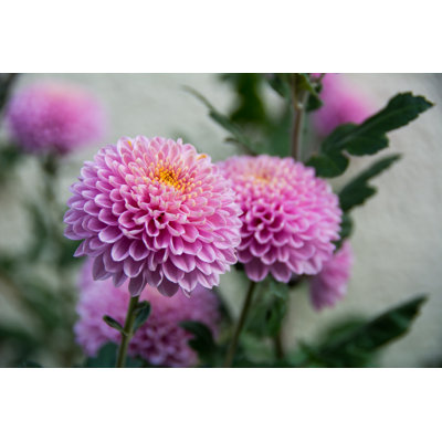 Violent Chrysanthemums Flower - Wrapped Canvas Print