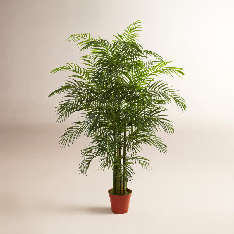 Areca Palm Tree in Pot, 78" H x 60" W x 45" D