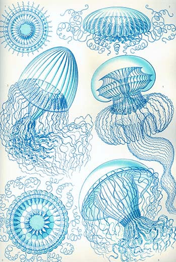 « jelly fish » par ernst haeckel-impression d’art graphique, H 66 po x l 44 po x P 1,5 po