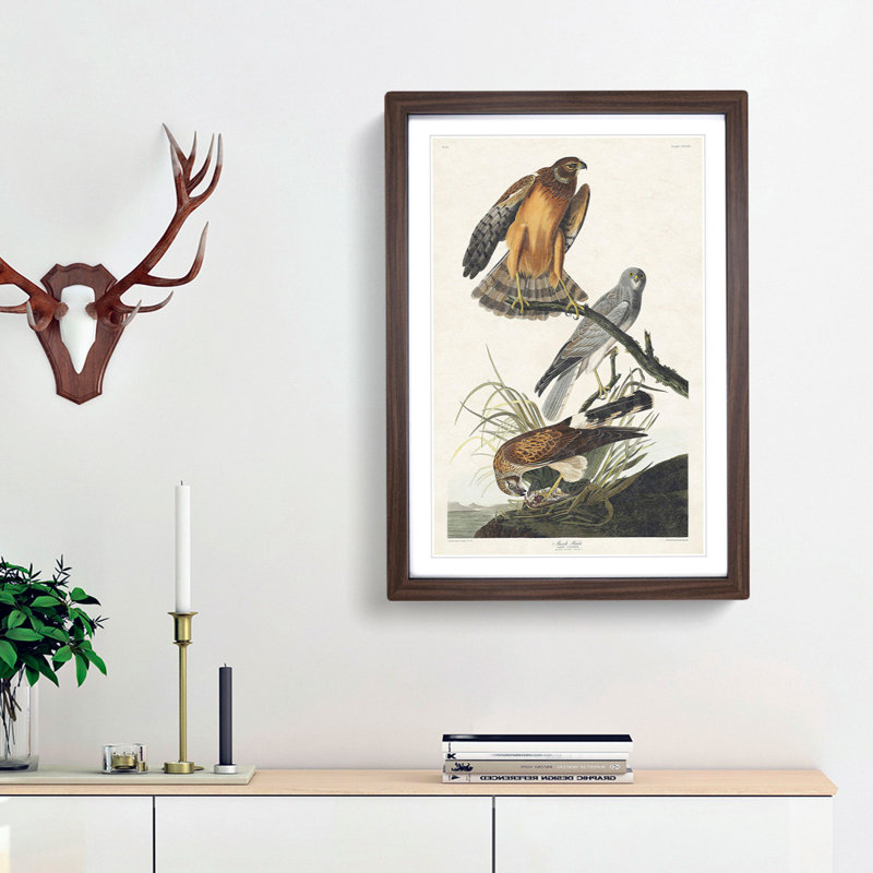 Marsh Hawks by John Audubon - Picture Frame Painting Print, 48cm H x 36cm W x 2cm D, Walnut Framed