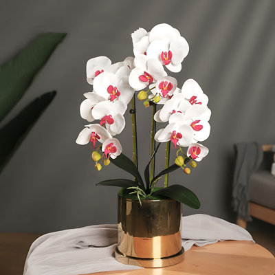 Arrangement d'orchidées