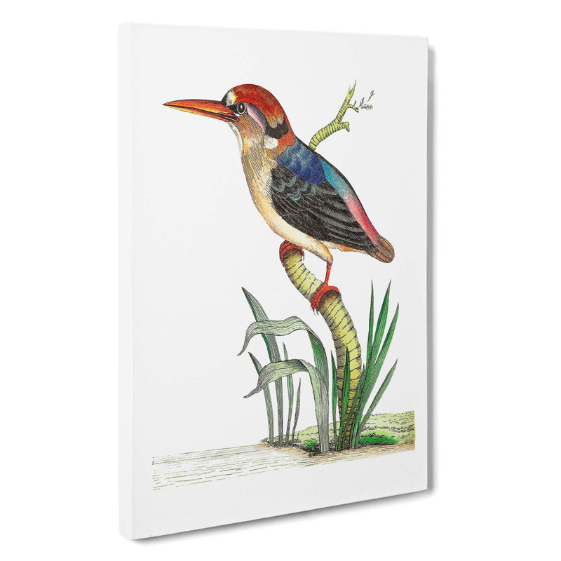Red-Headed Kingfisher by George Shaw - Wrapped Canvas, 50cm H x 35cm W x 3cm D