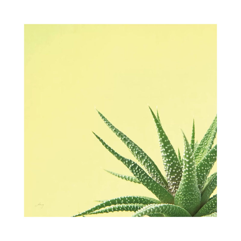 Succulent Simplicity II by Felicity Bradley - Wrapped Canvas Gallery-Wrapped Canvas Giclée, 30.48cm H x 30.48cm W