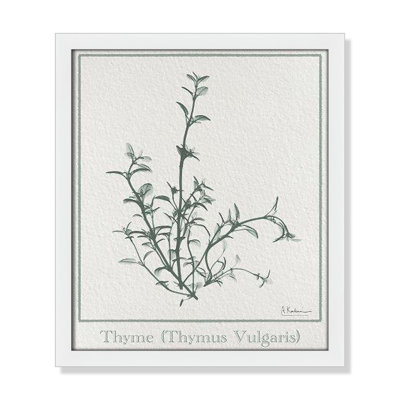 Jeanette "Thymus Vulgaris" Print