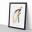 Emperor Bird of Paradise by Jacques Barraband - Picture Frame Painting Print-55539717-55539716