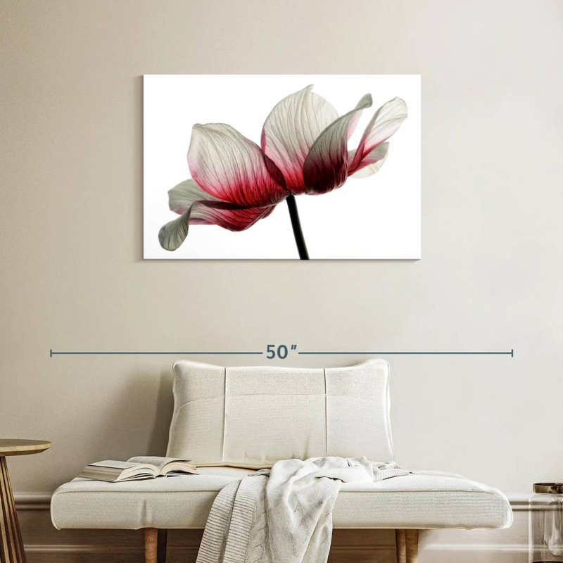 Harnek Red And White Ranunculus, 24" H x 36" W