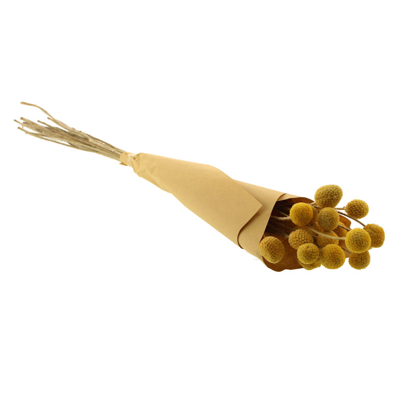 Preserved Billy Ball Arrangement