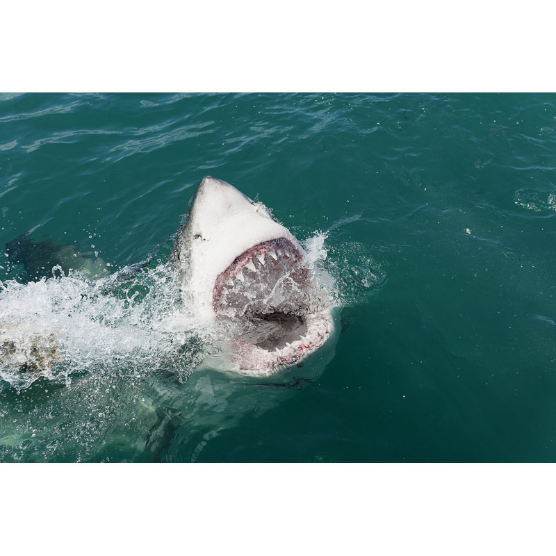 " Great White Shark " by Elizabethhoffmann, 48" W x 32" H