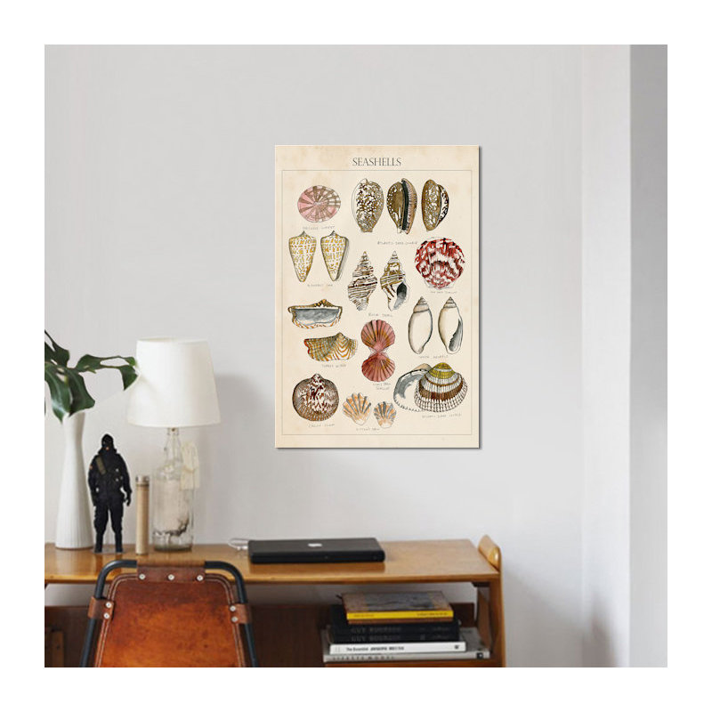 « coquillage sketch i », impression sur toile, H 26 po x l 18 po x P 1,5 po, Toile tendue, Pas de tapis