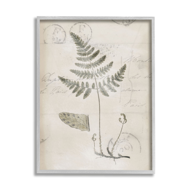 Gray Framed Antique Fern Botanical Canvas Print, 16 x 20