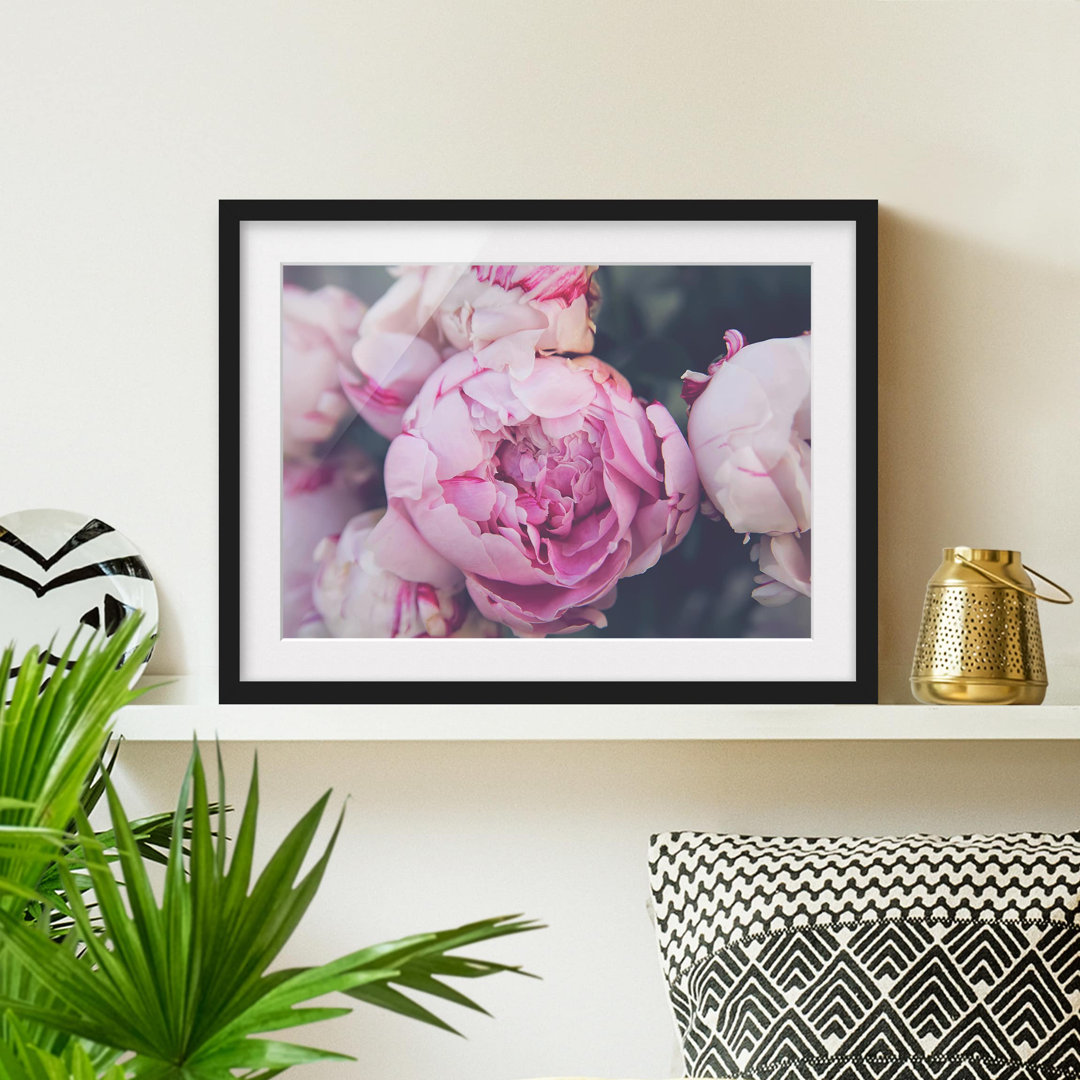 Gerahmtes Poster Peony Blossom Shabby