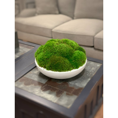 Vanora Preserved Moss Plant in Planter