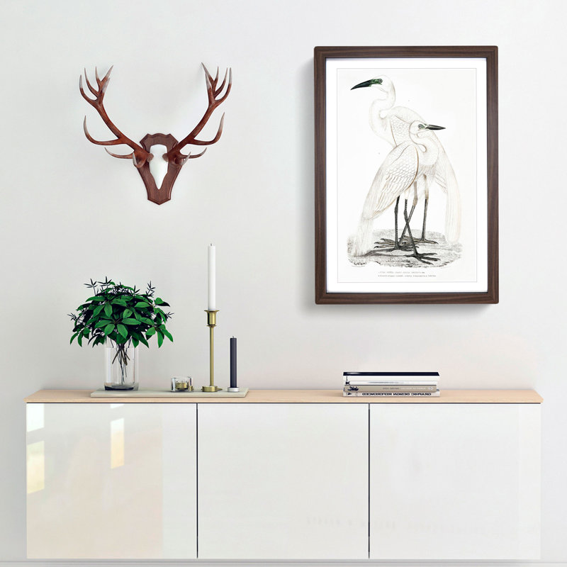 Illustration of White Herons by John Edward Gray - Picture Frame Painting Print, 48cm H x 36cm W x 2cm D, Walnut Framed