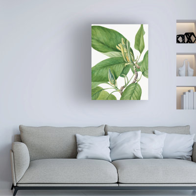 Mary Vaux Walcott Cucumbertree 1922 Canvas Art