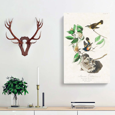 American Redstart Birds by John Audubon - Wrapped Canvas