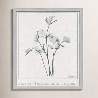 Jeanette "Parsley II" Print by Albert Koetsier